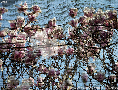 Image of Background with Magnolia