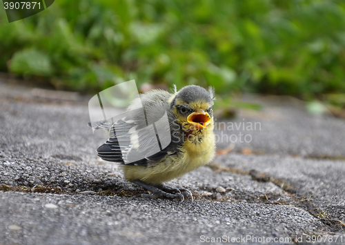 Image of Young blue tit