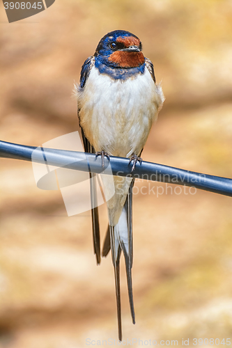 Image of Swallow on the Wire