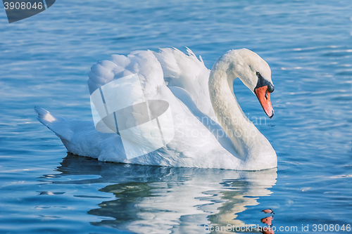 Image of Swan on the Lake