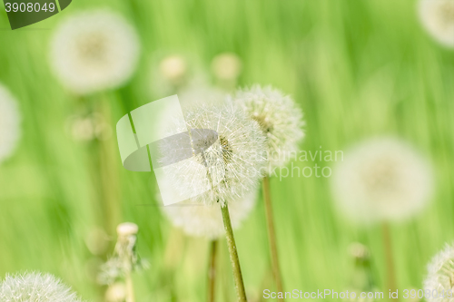 Image of Dandelions on the Green