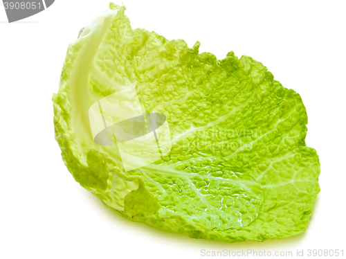 Image of Cabbage Leaf