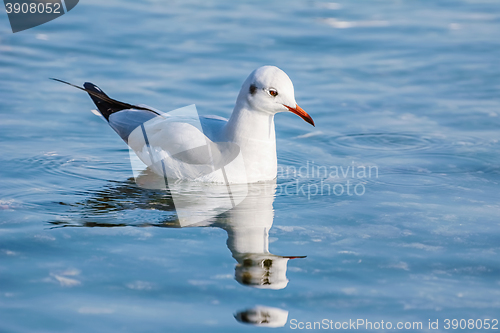 Image of Seagull on Water