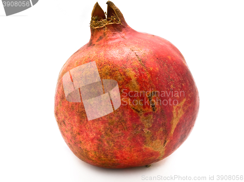 Image of Pomegranate