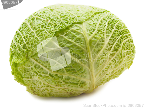 Image of White Cabbage