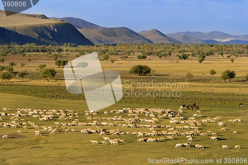 Image of Group of Sheep