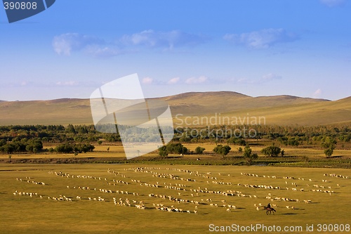 Image of Group of Sheep