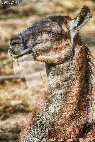 Image of Portrait of Llama