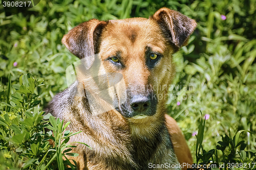 Image of Portrait of Street Dog