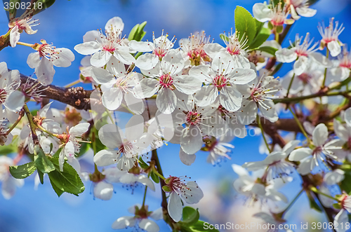 Image of Blossoming Cherry Plum