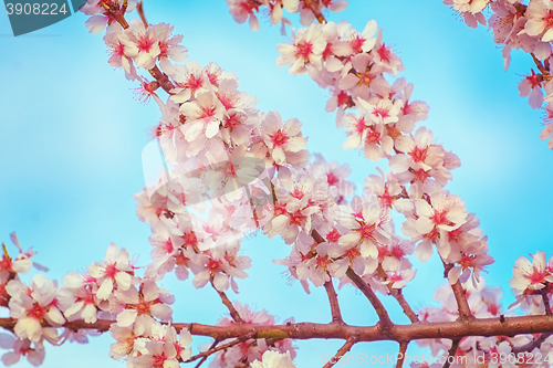 Image of Blooming of Almond