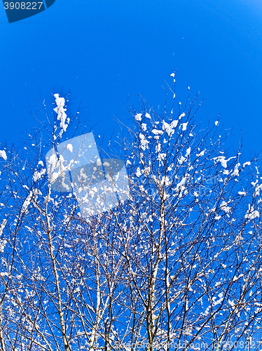 Image of Branches