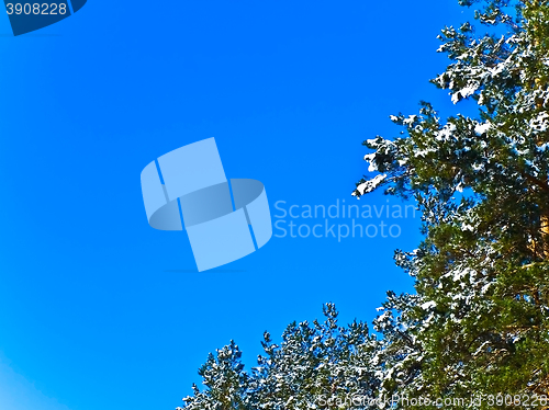 Image of Fir Branches