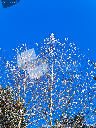 Image of Branches