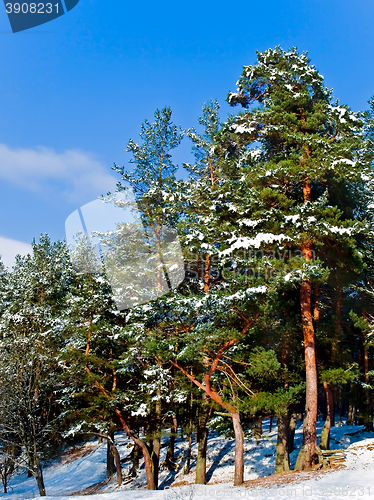 Image of Pine Forest