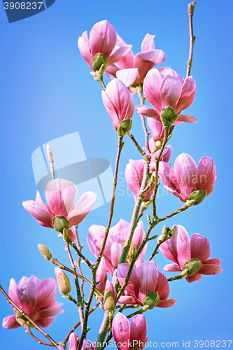 Image of Magnolia Flowers against the Sky