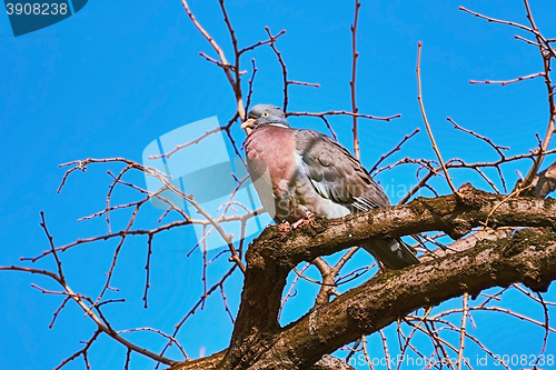 Image of Perching on the Bough