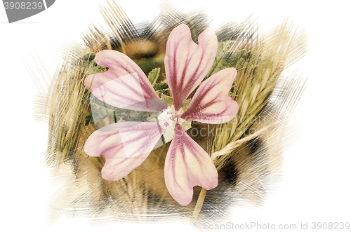 Image of Flower among the Wheat