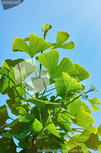 Image of Leaves of Ginkgo