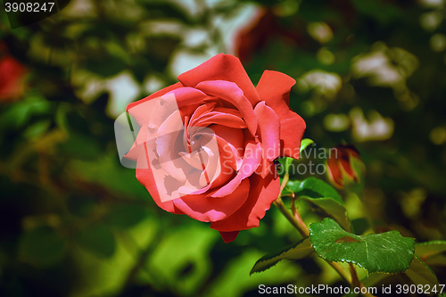 Image of Red Rose Flower