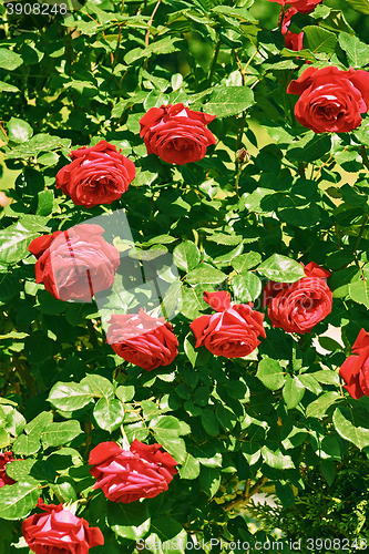 Image of Red Rose Bush 