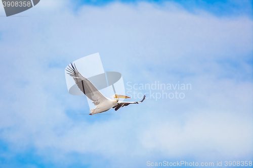 Image of Flying Pelican in the Sky