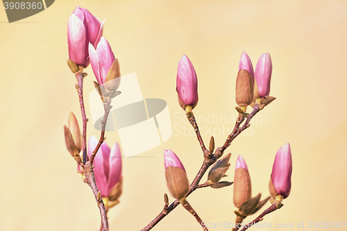 Image of Pink Magnolia Flowers