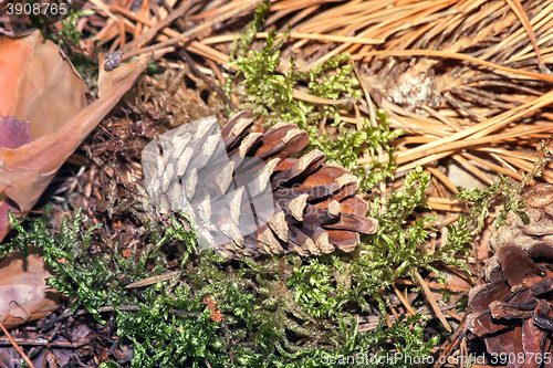 Image of Pine cones on the ground, fallen from the trees.