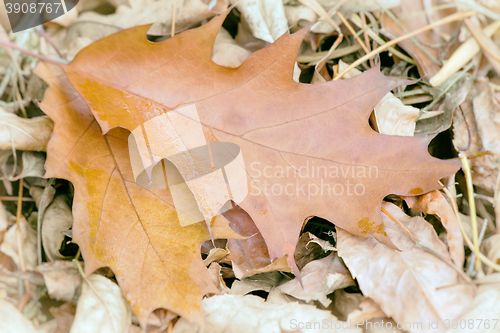 Image of Fallen yellow oak leaves on the background of fallen leaves on t