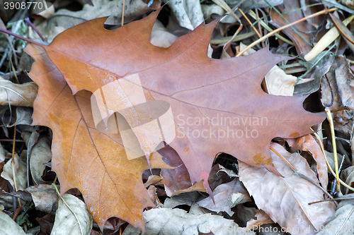 Image of Fallen yellow oak leaves on the background of fallen leaves on t