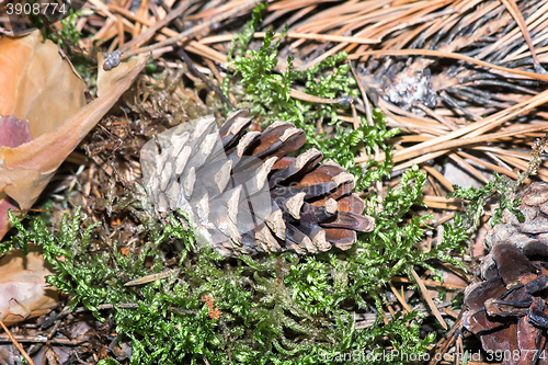 Image of Pine cones on the ground, fallen from the trees.