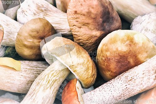 Image of Beautiful mushrooms on the grass in the forest.