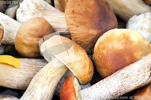 Image of Beautiful mushrooms on the grass in the forest.