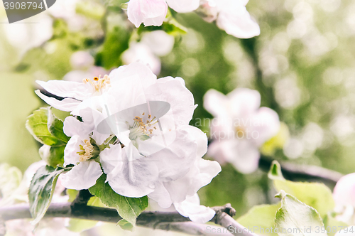Image of Branch of flowering apple-tree on a background a green garden.