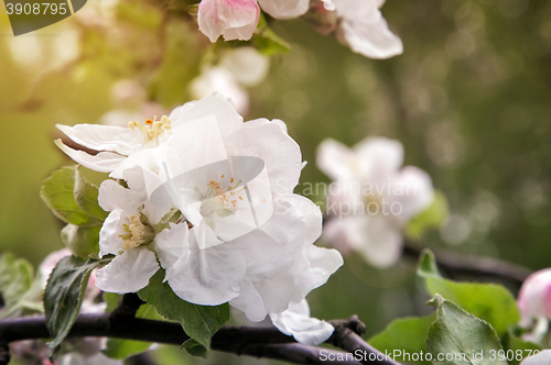Image of Branch of flowering apple-tree on a background a green garden.