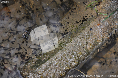 Image of Tadpole in water