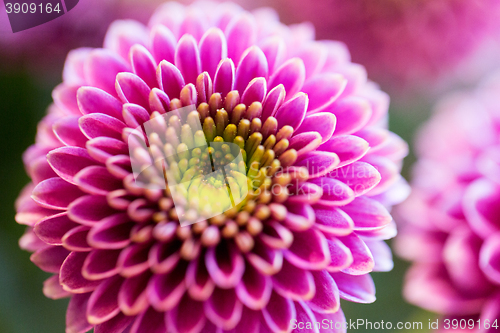 Image of close up of beautiful pink chrysanthemum flowers