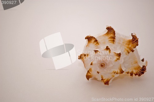 Image of She Sells Sea Shells