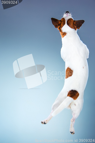 Image of Small Jack Russell Terrier jumping high