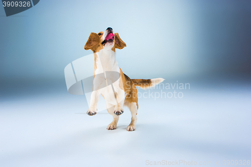 Image of The beagle dog on gray background