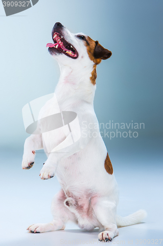 Image of Small Jack Russell Terrier sitting on gray