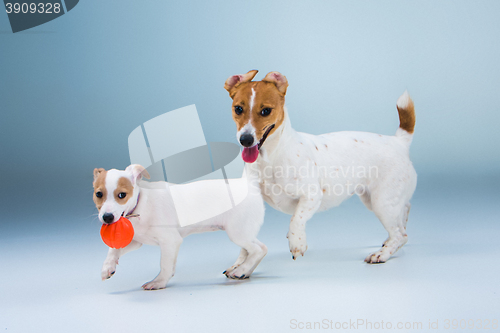 Image of The two Jack Russell Terrier standing on gray