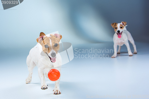 Image of The two Jack Russell Terrier standing on gray