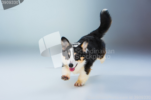 Image of The welsh corgi pembroke on a gray background