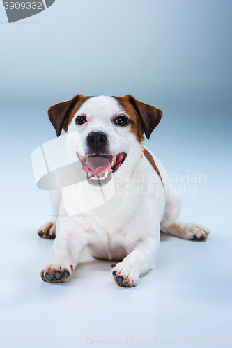 Image of Small Jack Russell Terrier sitting on gray