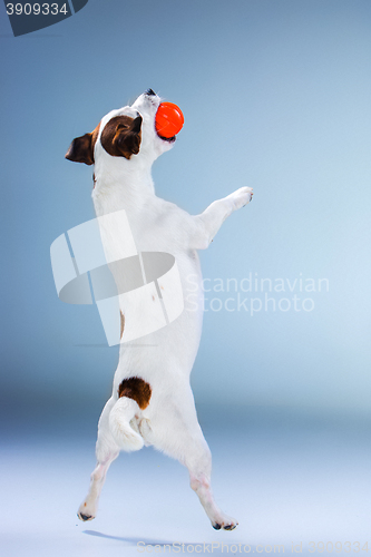Image of Small Jack Russell Terrier jumping high
