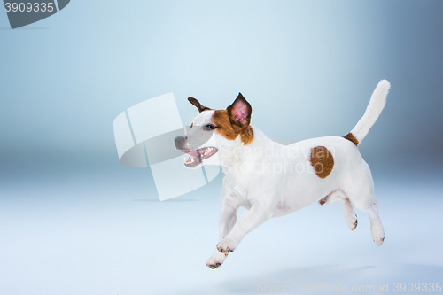 Image of Small Jack Russell Terrier jumping high