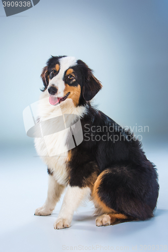 Image of Australian Shepherd ,Aussie