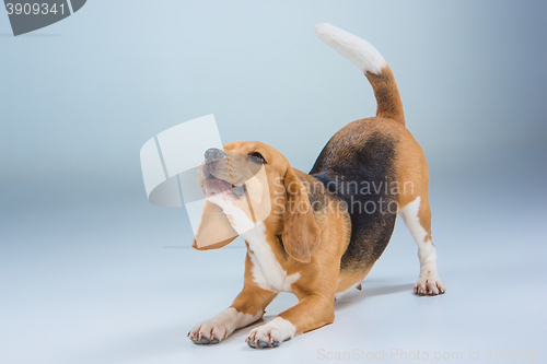 Image of The beagle dog on gray background