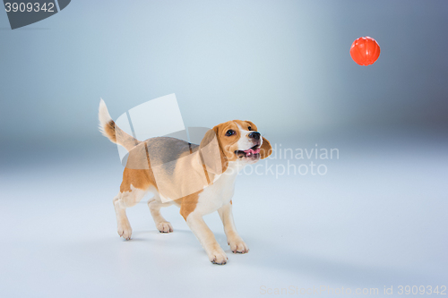 Image of The beagle dog on gray background